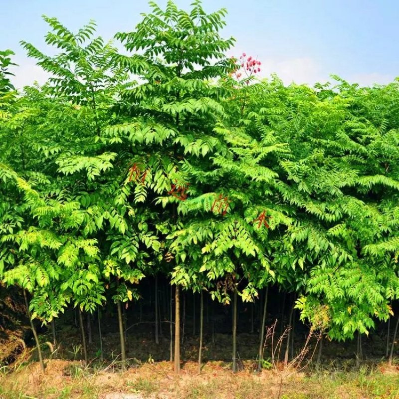 栾树苗绿化苗木庭院行道树绿化黄山栾树大小规格齐全