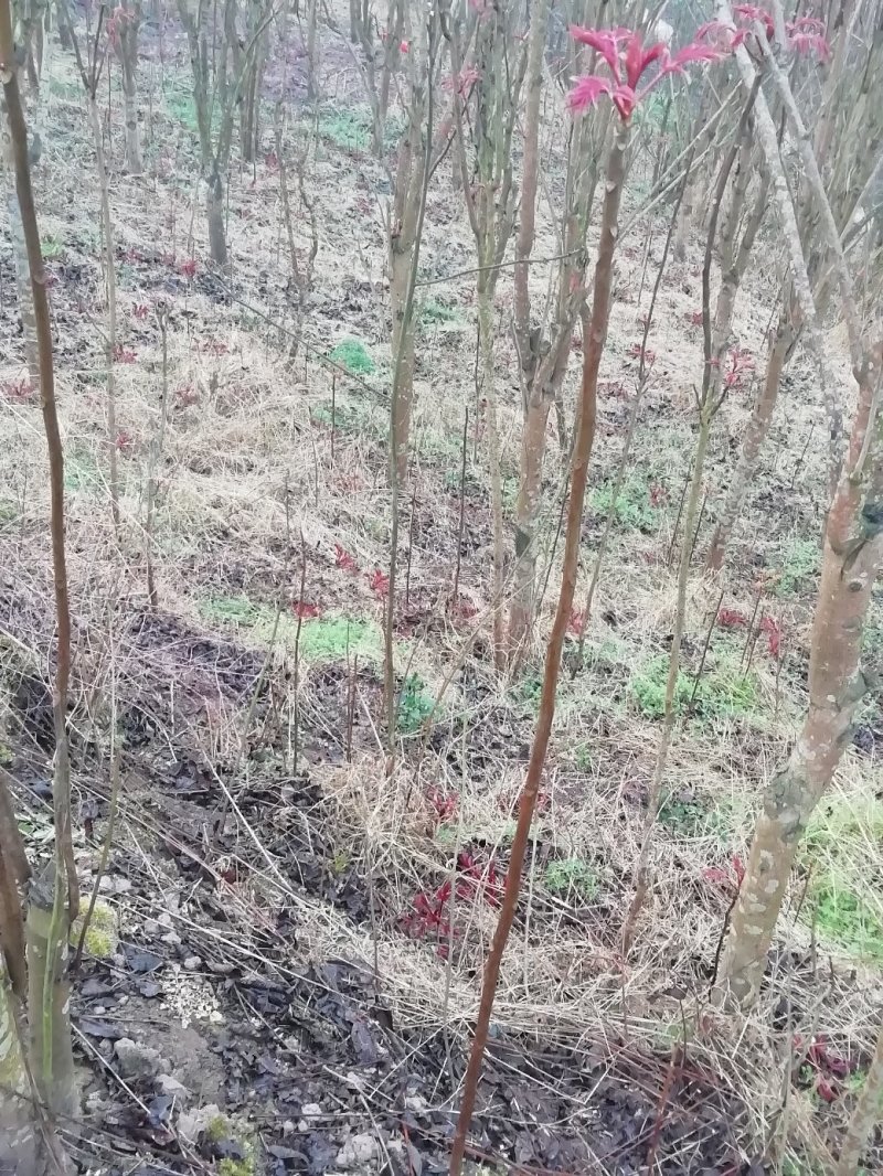 香椿苗四川大竹“巴山红”中国香椿大竹县优质树苗正在出货中