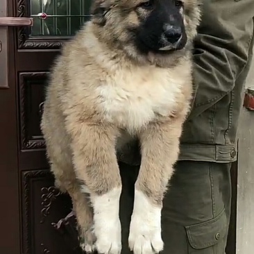 精品高加索幼犬