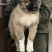精品高加索幼犬