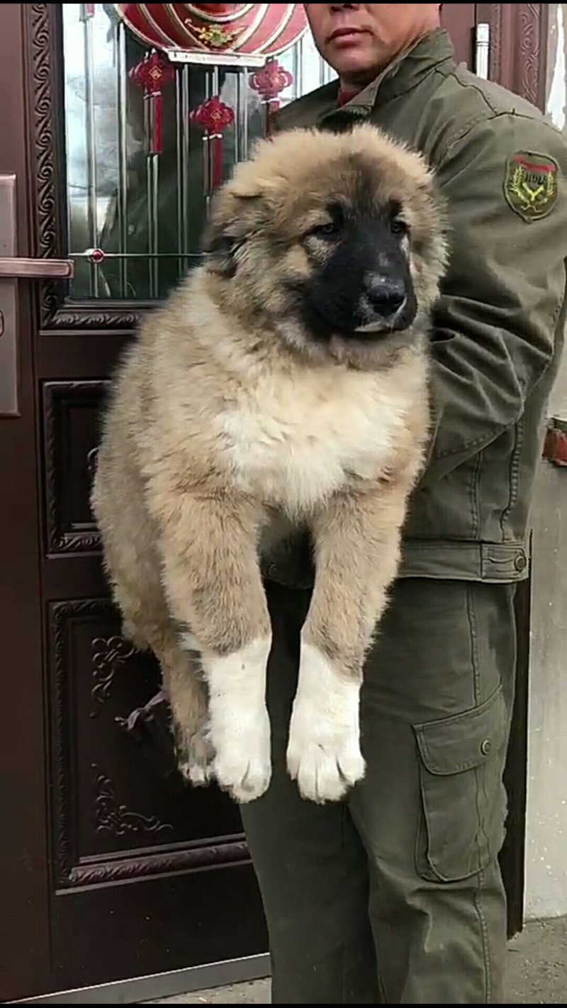 精品高加索幼犬