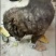 精品高加索幼犬