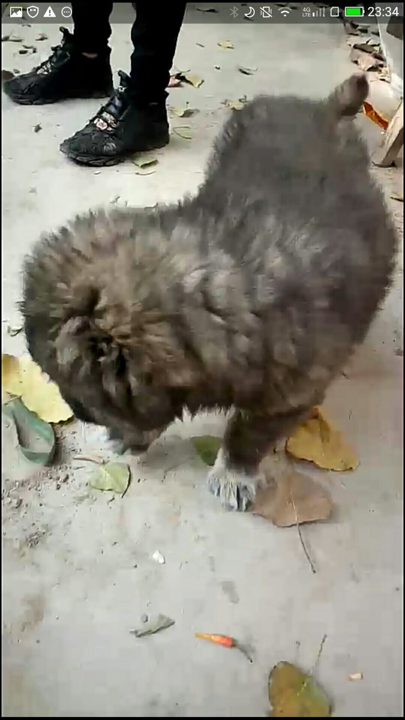 精品高加索幼犬