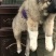 精品高加索幼犬