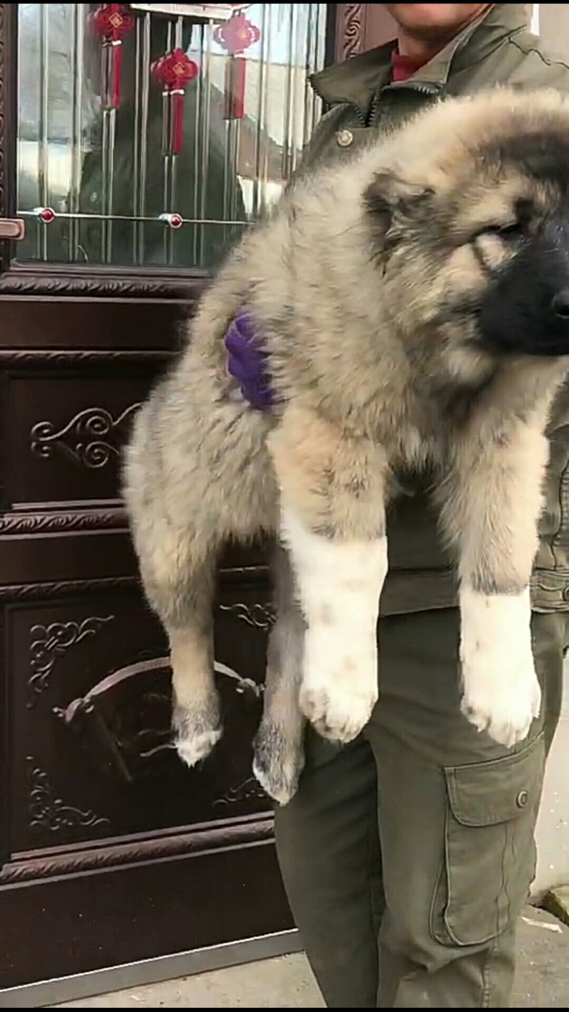 精品高加索幼犬