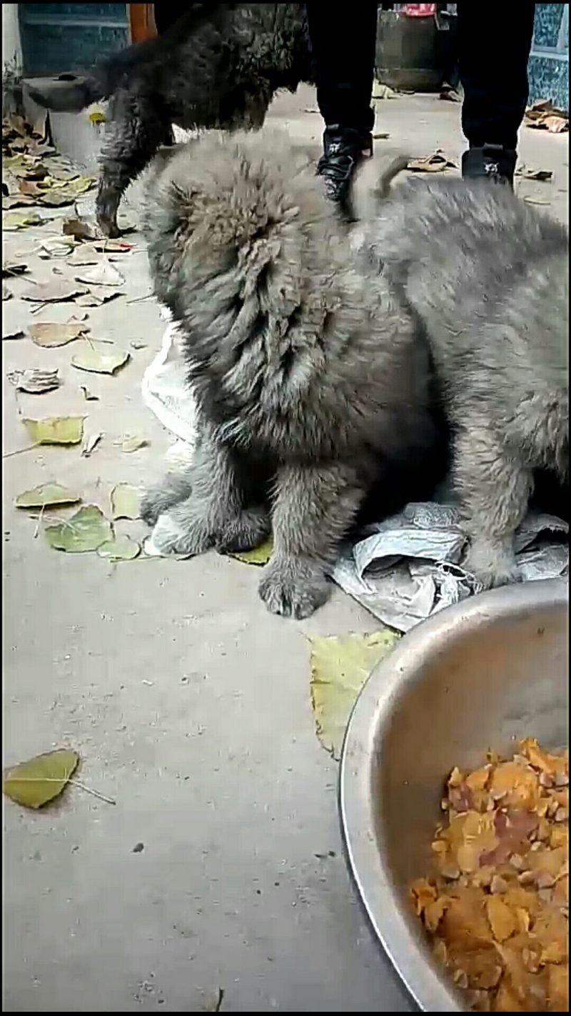 精品高加索幼犬