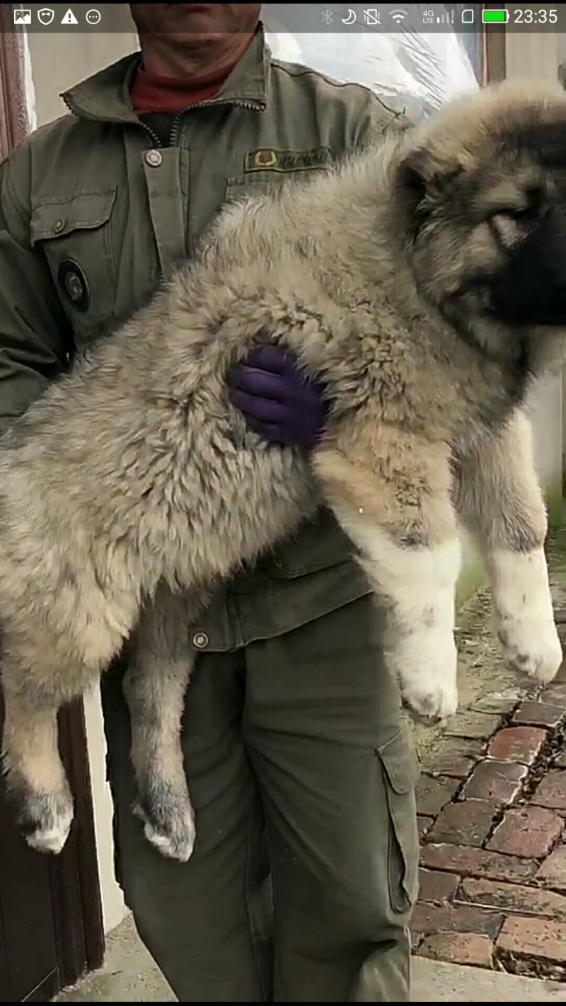 精品高加索幼犬
