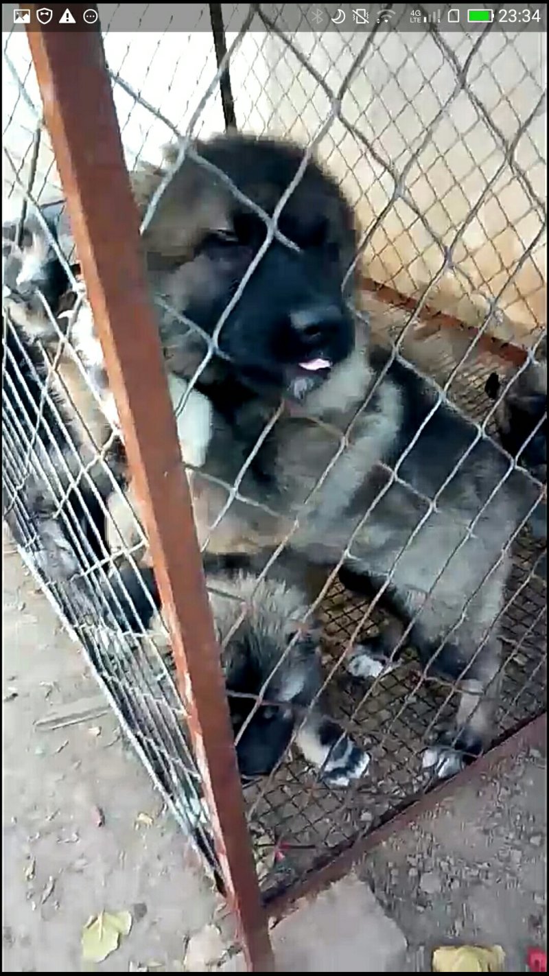 精品高加索幼犬