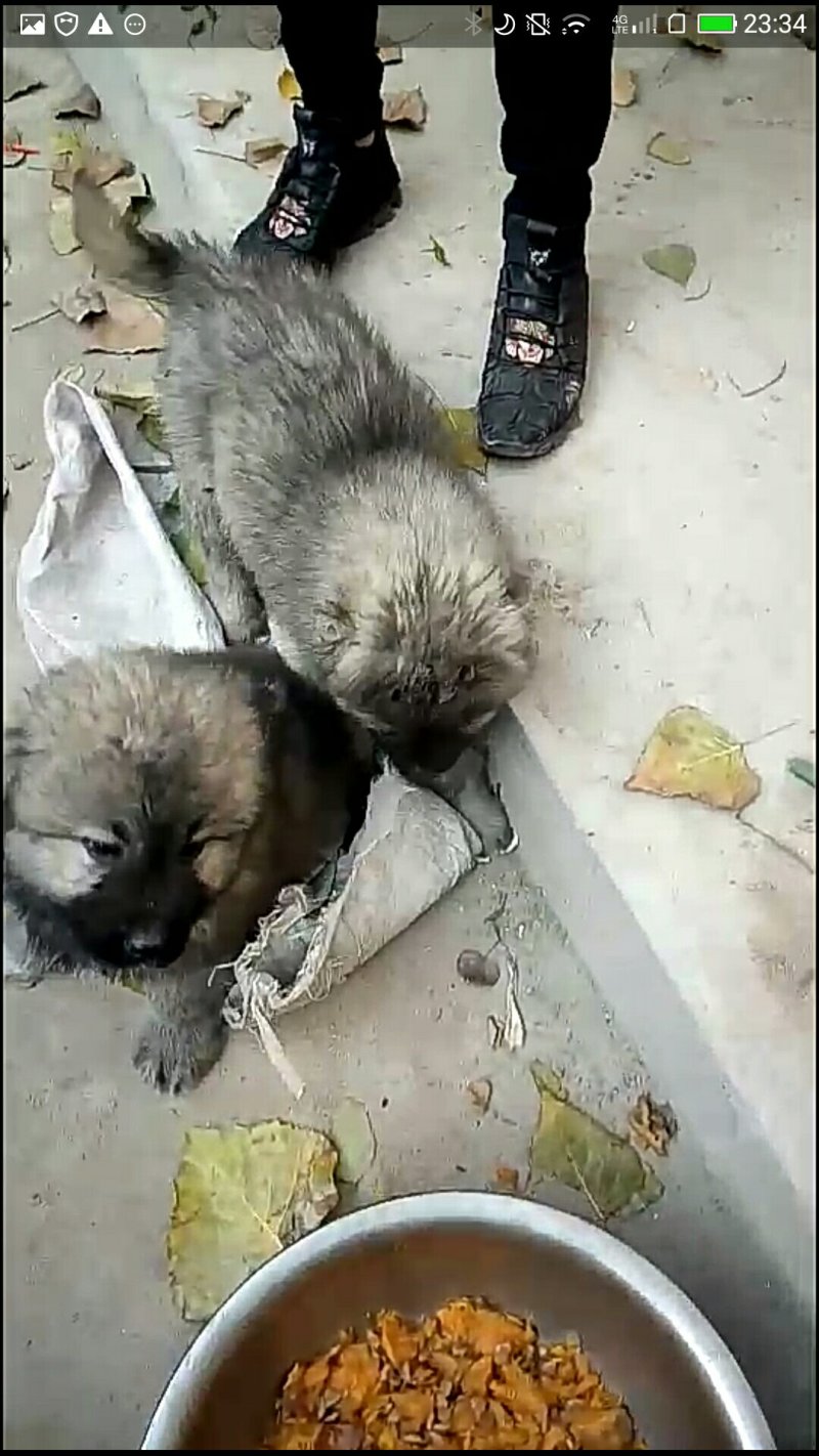 精品高加索幼犬
