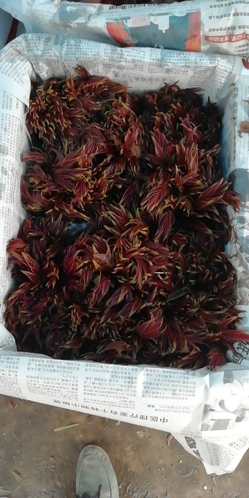 香椿芽四川打包处，提供场地辅料物流等看清楚不是卖香椿芽