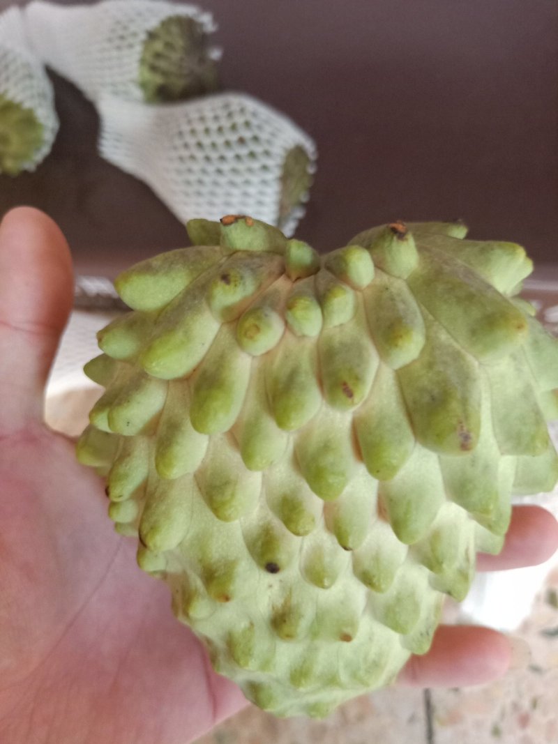 嫁接直生凤梨释迦苗