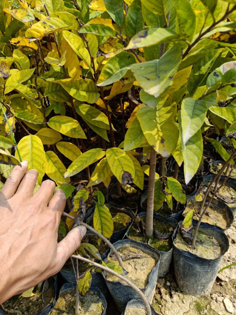 嫁接直生凤梨释迦苗