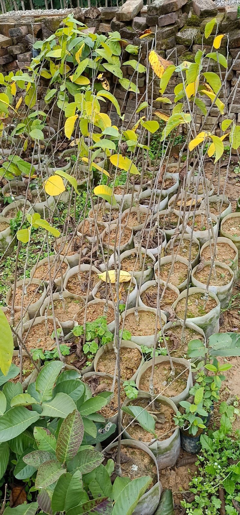 嫁接直生凤梨释迦苗
