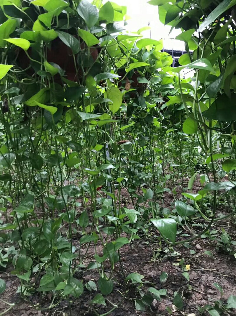 12盆1件批发180白盆绿萝，基地直销