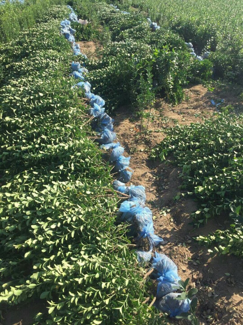 冠幅20-200cm冬青球