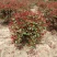 红叶石楠球.大桶红叶石楠球.大杯红叶石楠球