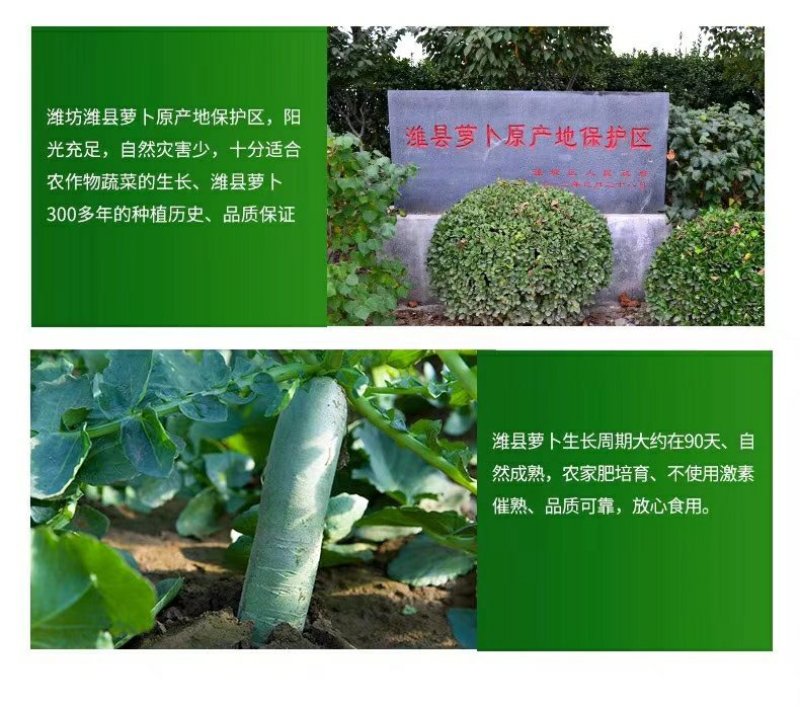 潍县青萝卜，下地开拔，无代办费，人工费用全免！