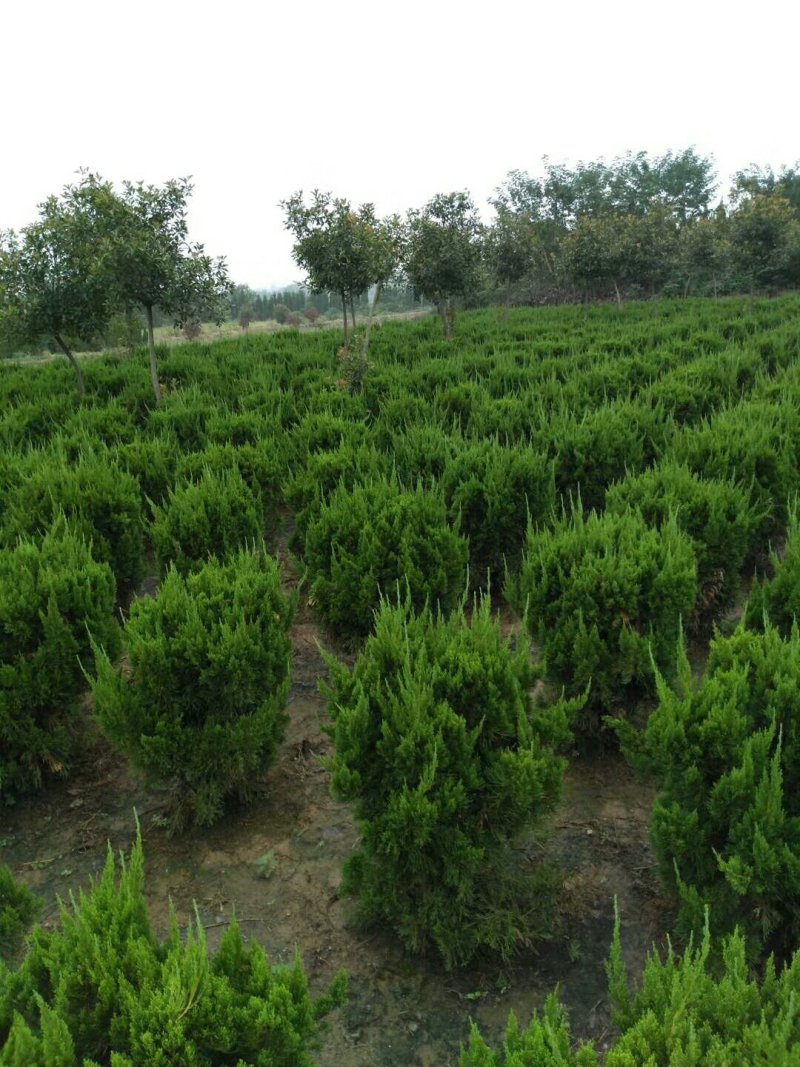 苗圃出售：龙柏球.冠幅60-1.5米龙柏球