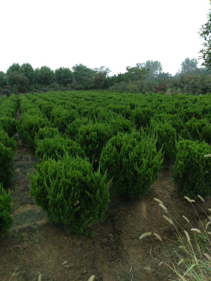 苗圃出售：龙柏球.冠幅60-1.5米龙柏球