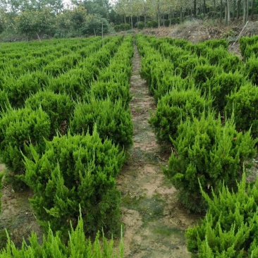 苗圃出售：龙柏球.冠幅60-1.5米龙柏球