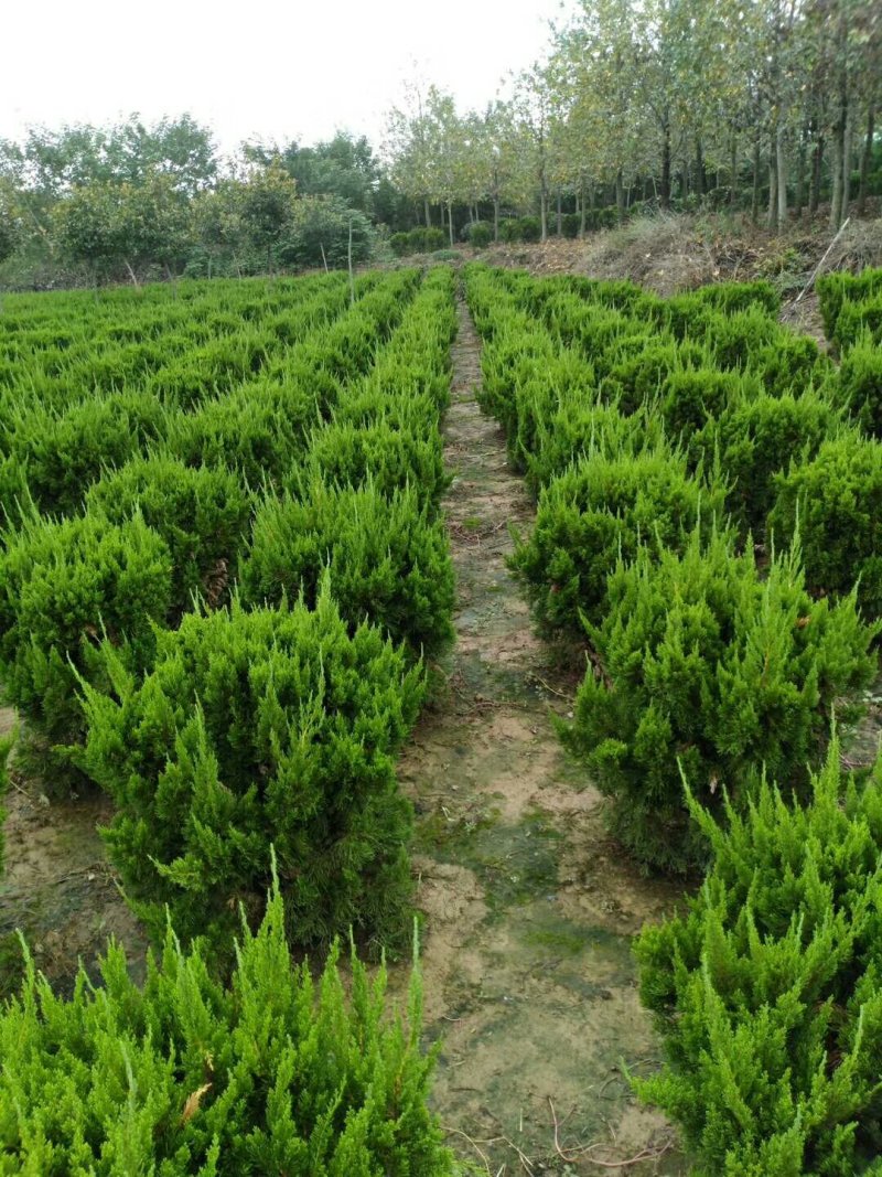苗圃出售：龙柏球.冠幅60-1.5米龙柏球