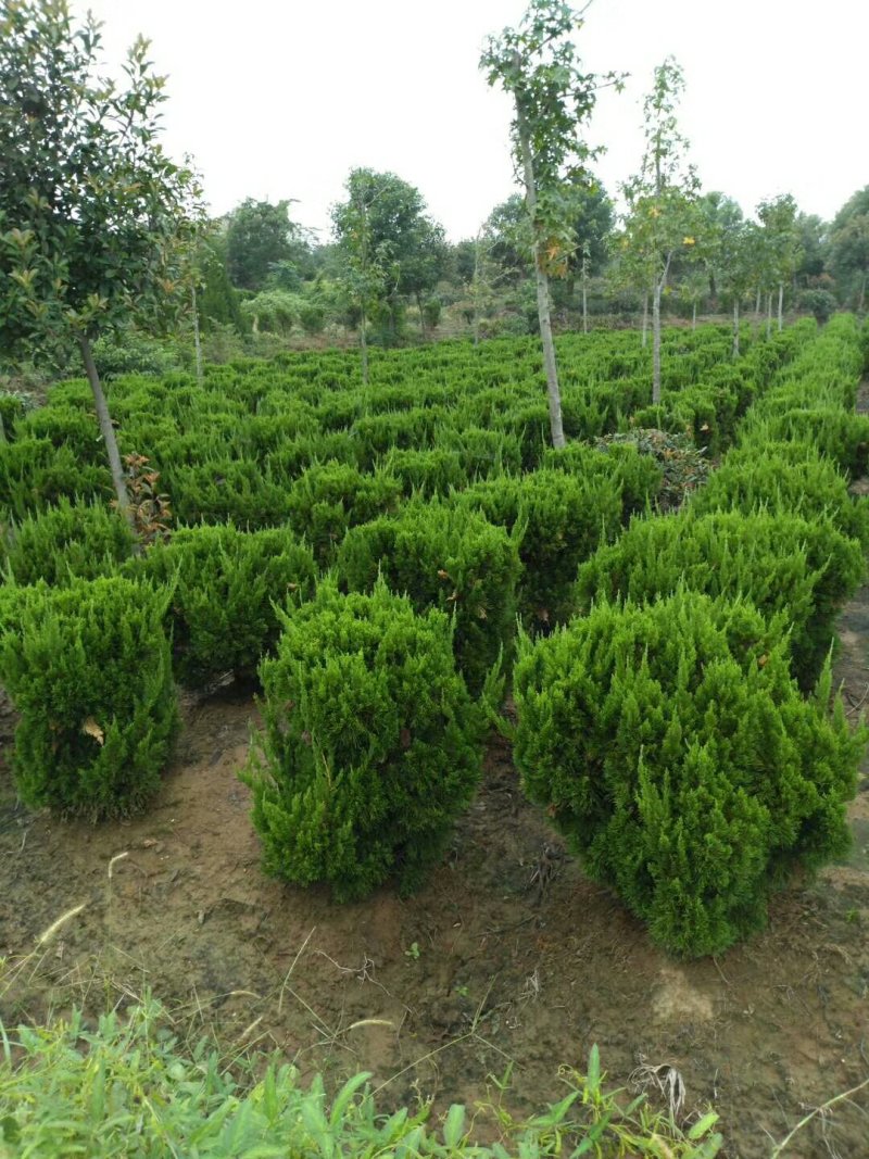 苗圃出售：龙柏球.冠幅60-1.5米龙柏球