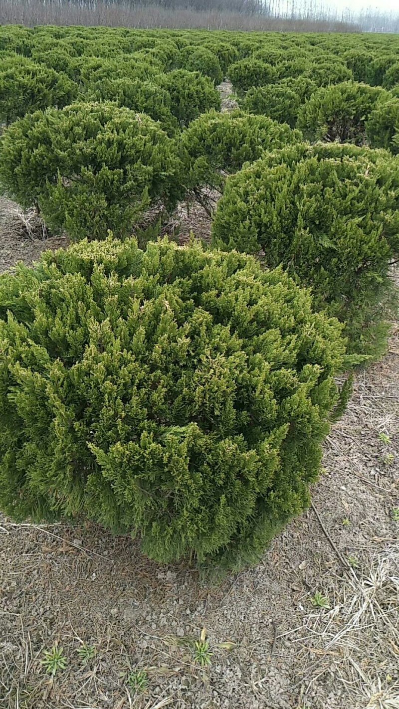 苗圃出售：龙柏球.冠幅60-1.5米龙柏球