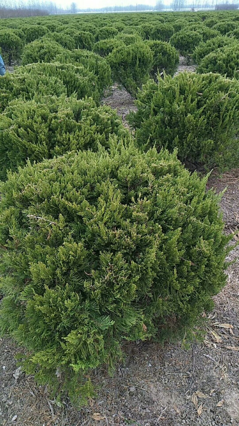 苗圃出售：龙柏球.冠幅60-1.5米龙柏球