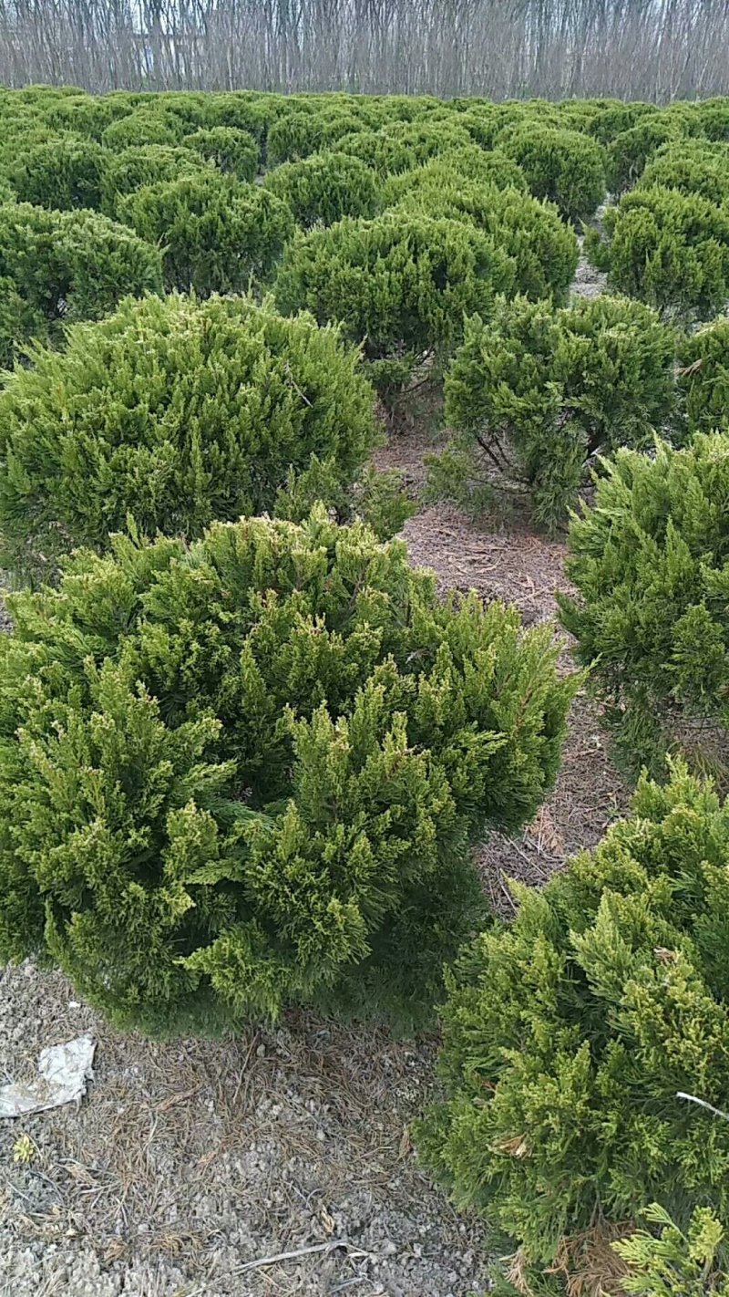 苗圃出售：龙柏球.冠幅60-1.5米龙柏球