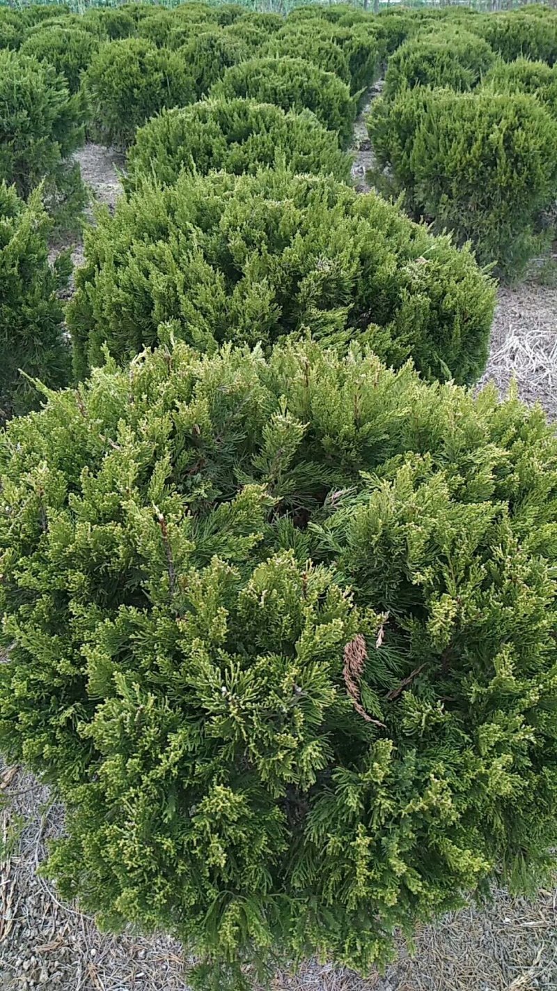 苗圃出售：龙柏球.冠幅60-1.5米龙柏球