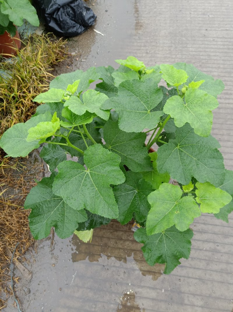 蜀葵（一仗红）