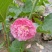 蜀葵（一仗红）