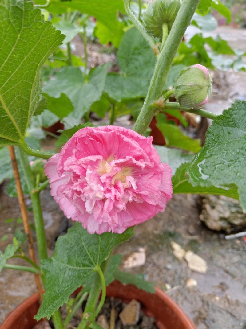 蜀葵（一仗红）