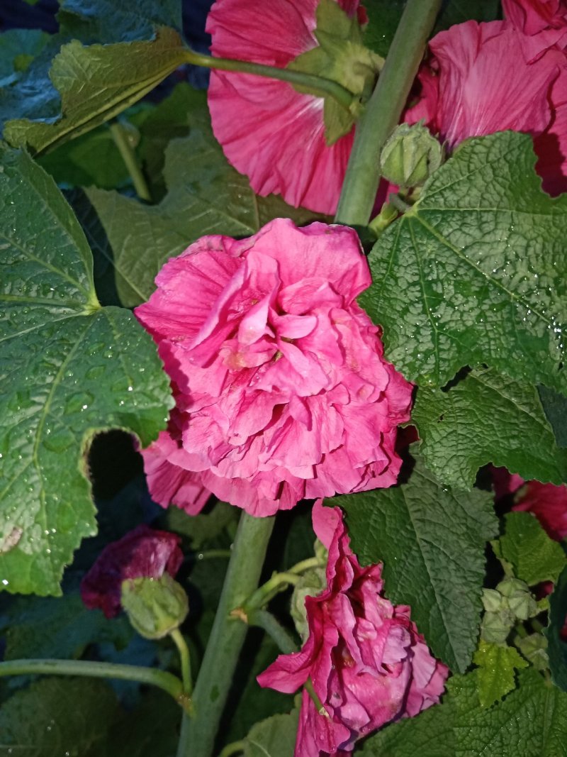 蜀葵（一仗红）