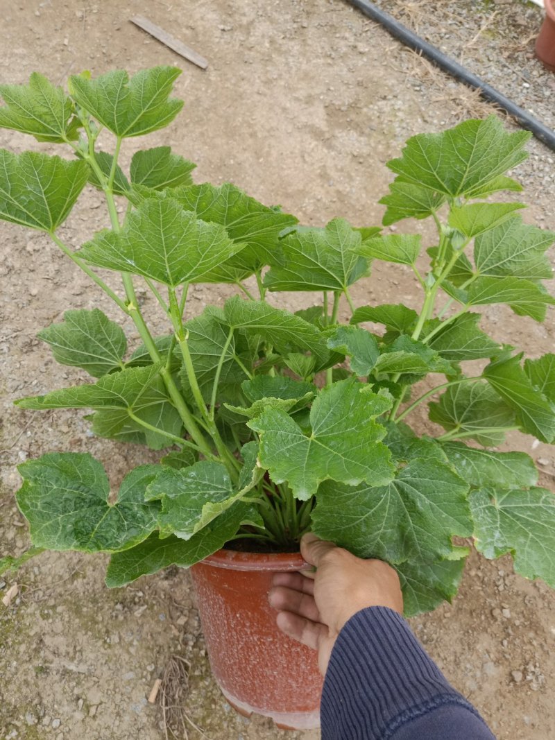 蜀葵（一仗红）