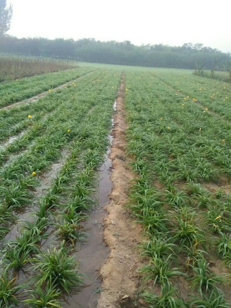 基地大量批发：萱草.金娃娃萱草