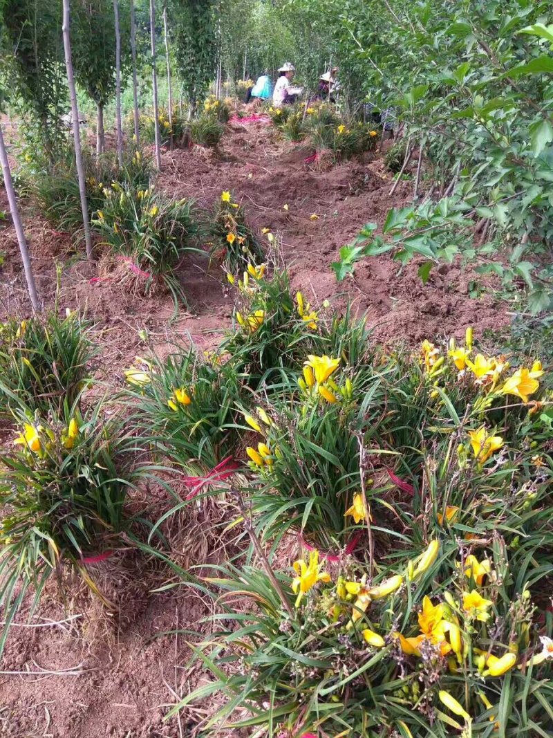 基地大量批发：萱草.金娃娃萱草