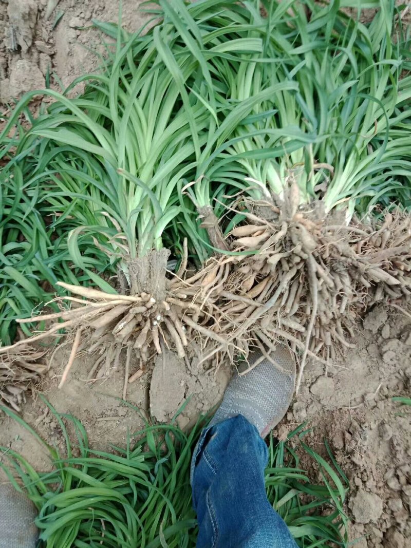 基地大量批发：萱草.金娃娃萱草