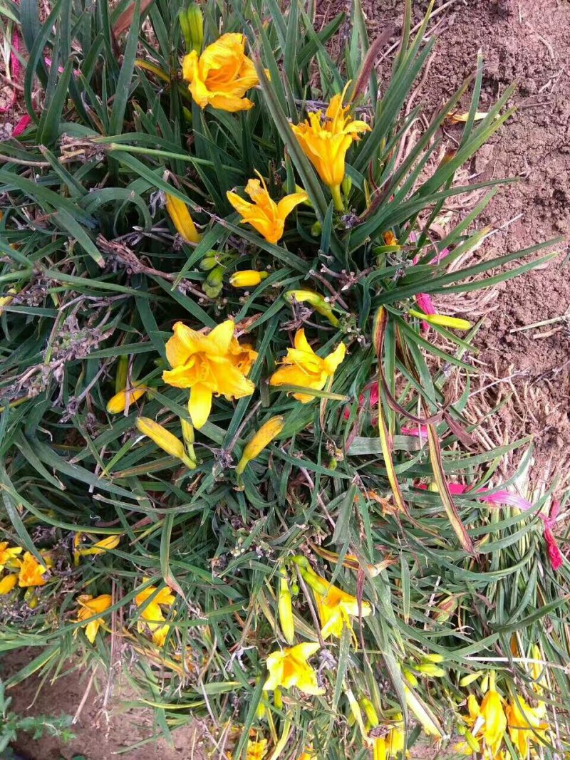 基地大量批发：萱草.金娃娃萱草