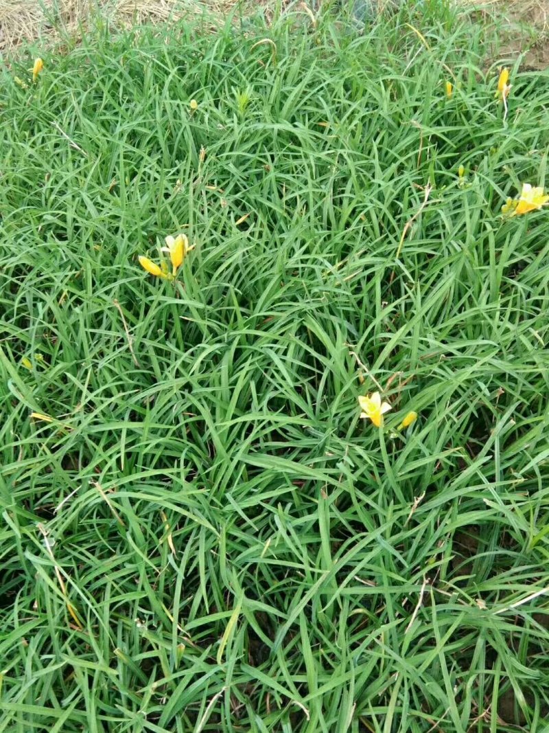 基地大量批发：萱草.金娃娃萱草