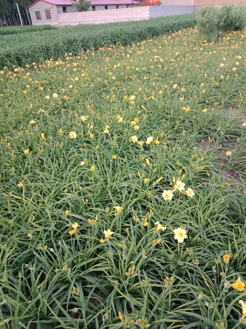 基地大量批发：萱草.金娃娃萱草