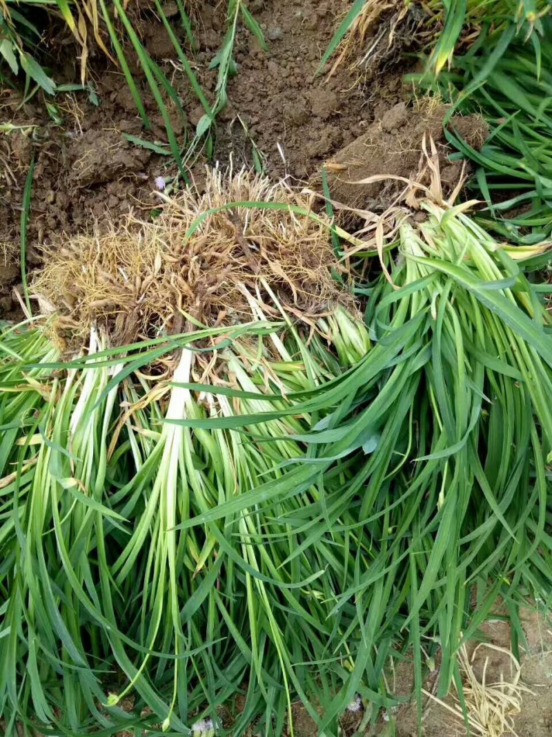 基地大量销售：萱草.大花萱草