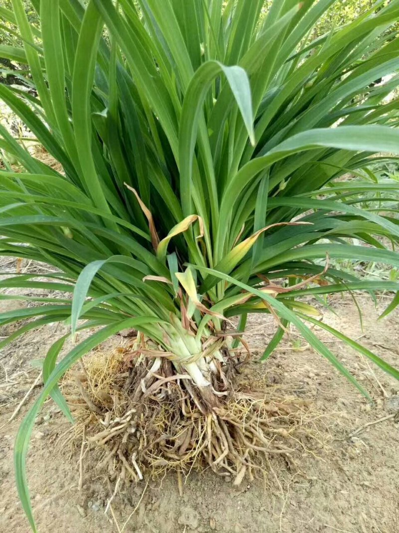 基地大量销售：萱草.大花萱草