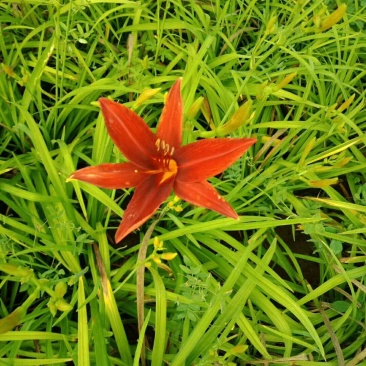 基地大量销售：萱草.大花萱草