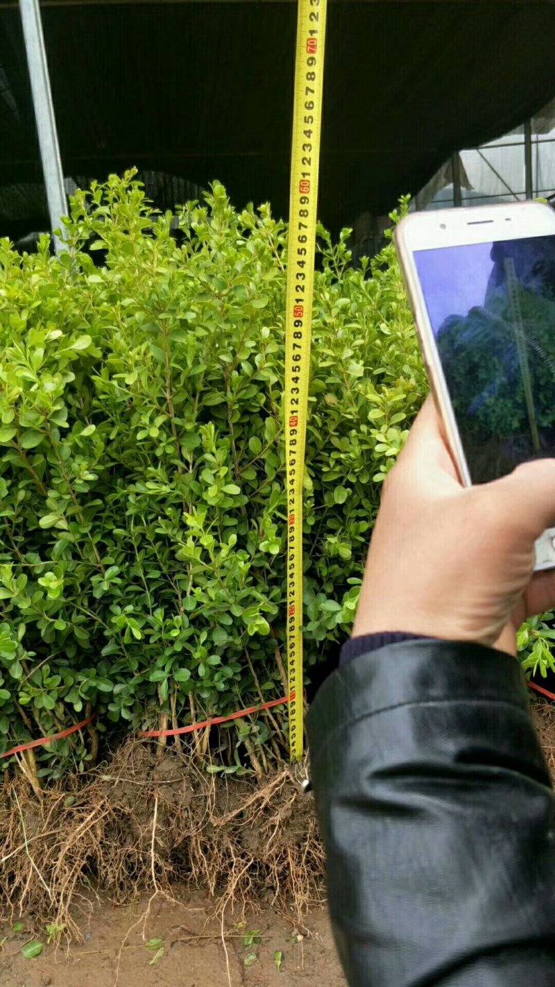 基地大量出售：高50cm冠幅20cm瓜子黄杨