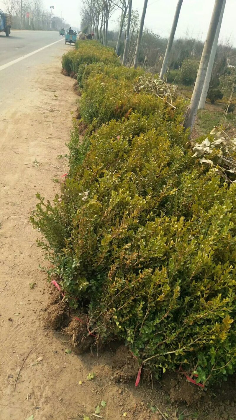 基地大量出售：高50cm冠幅20cm瓜子黄杨