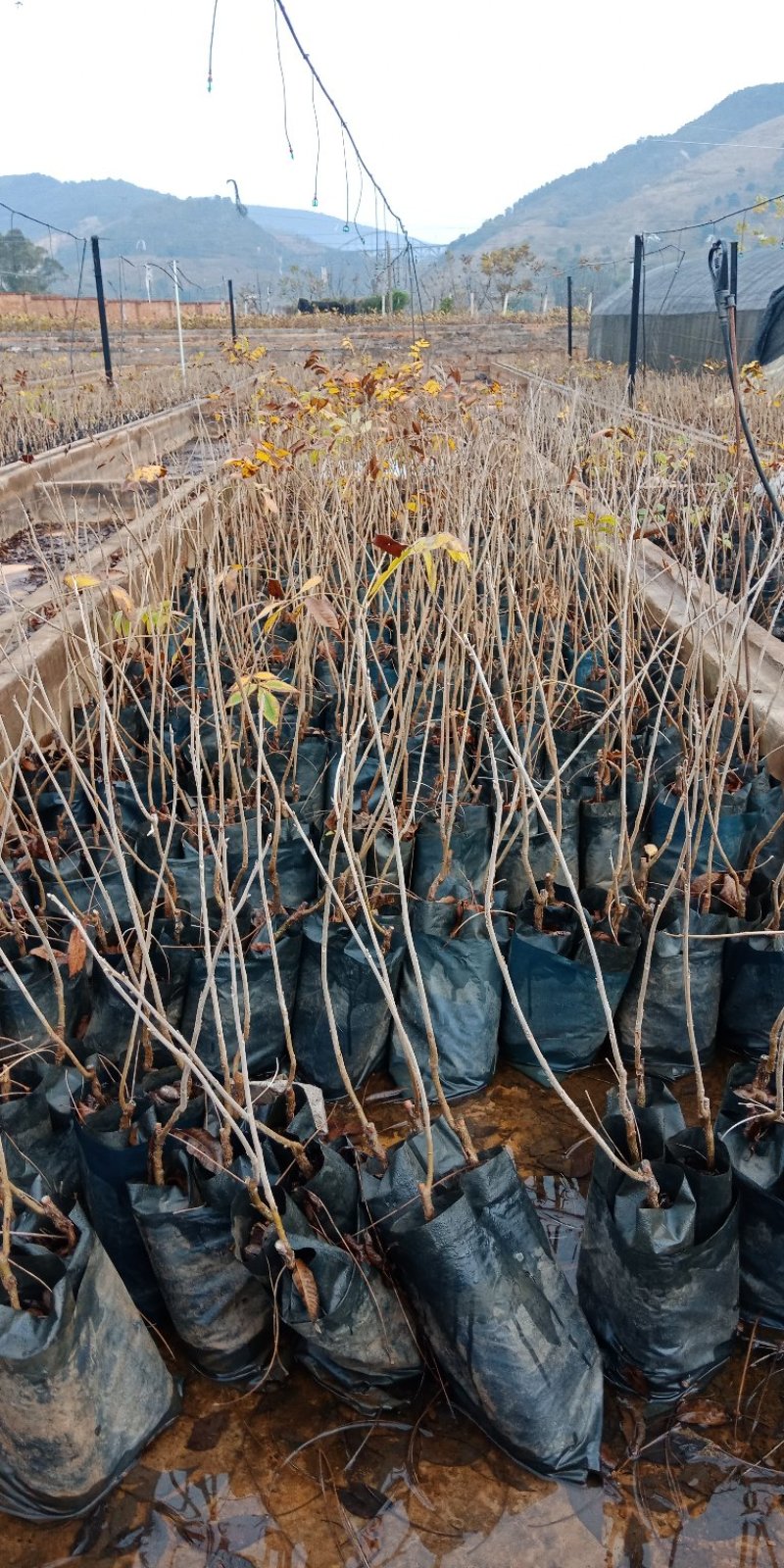 碧根果