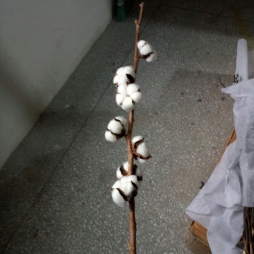 麦茬直播短季棉