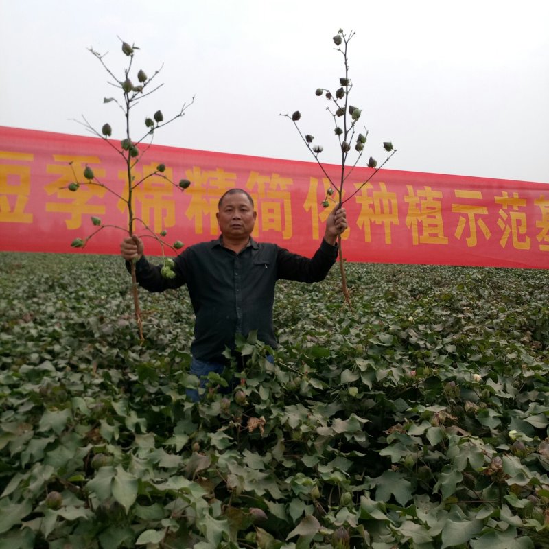 麦茬直播短季棉