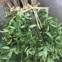 超纯种正中江津九叶青花椒乳苗、成品苗供应